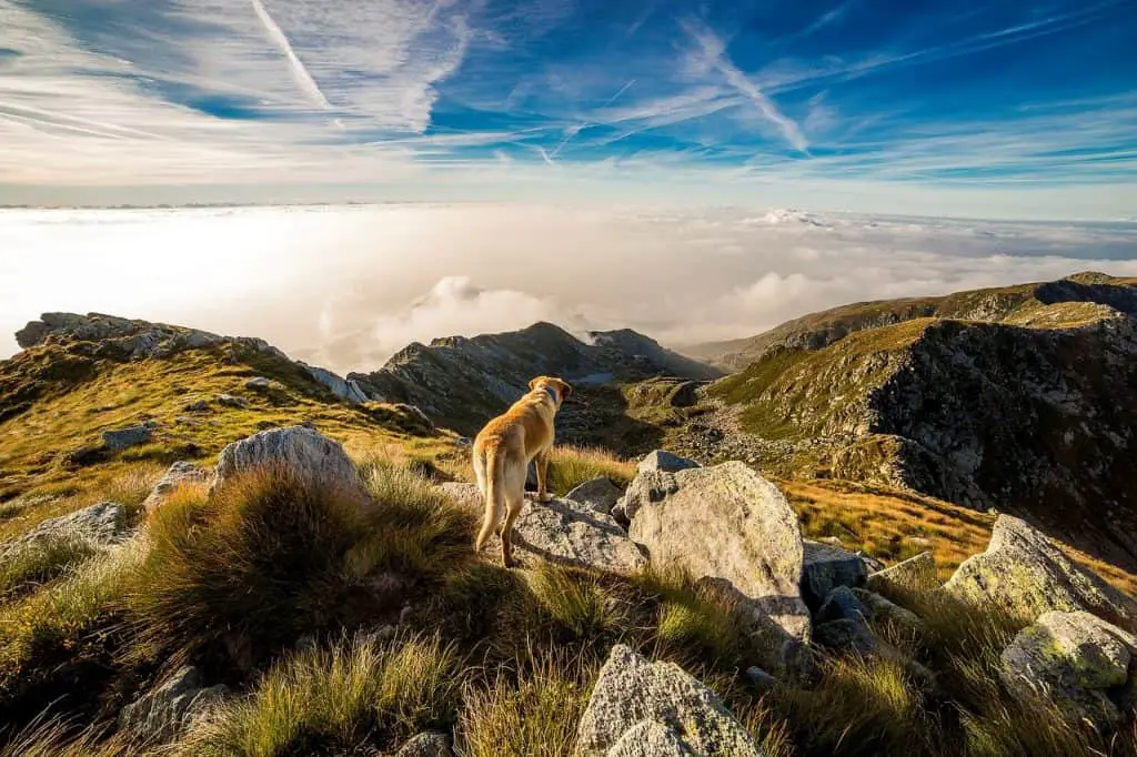 Dog Hiking Boots