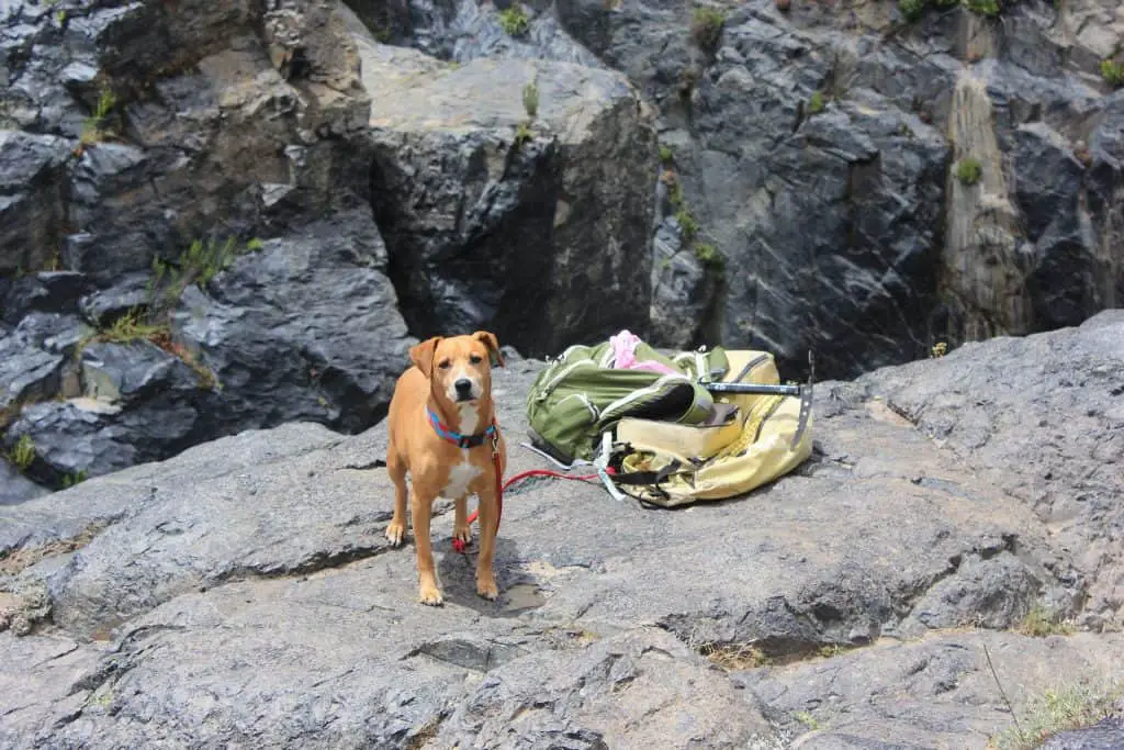 Dog Hiking With Gear