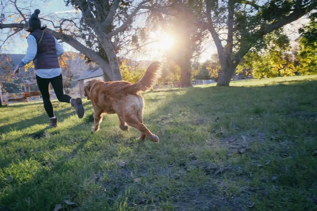 Active dog running