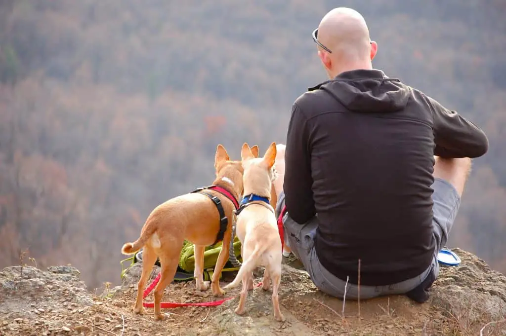 Man Hiking With Dogs