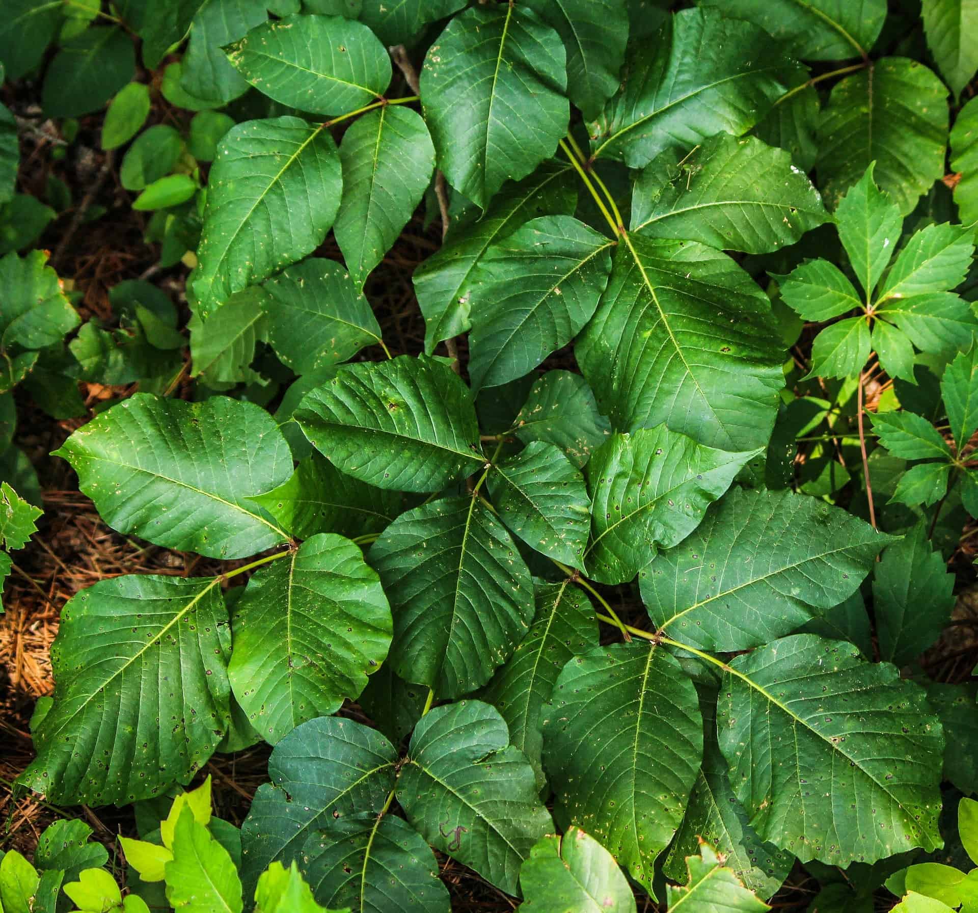 How To Treat Poison Ivy In The Wilderness - Symptoms & Treatments ...