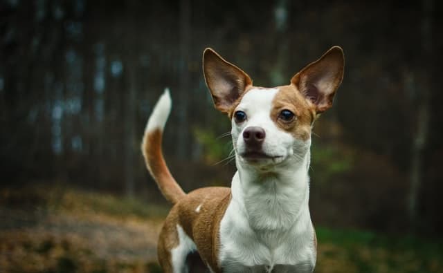 Can Chihuahuas Hike