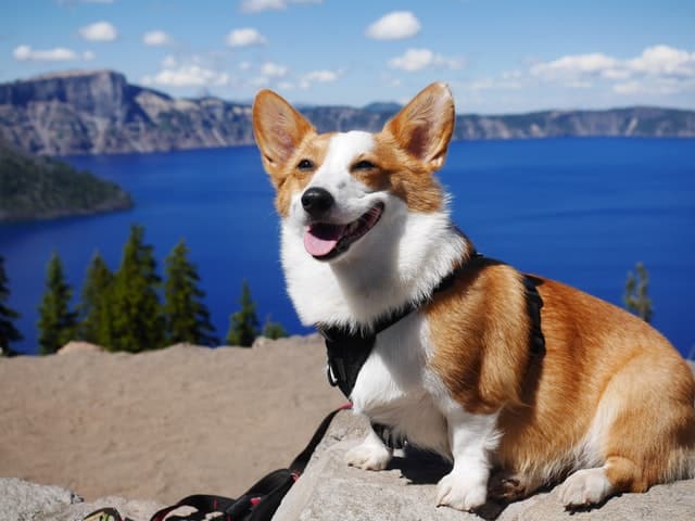 Hiking With Corgis